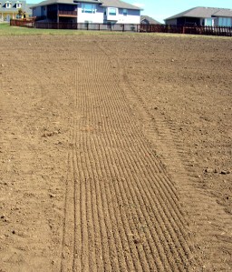 Seeding rows in kansas lawn